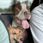 Higdon Animal Hospital PC