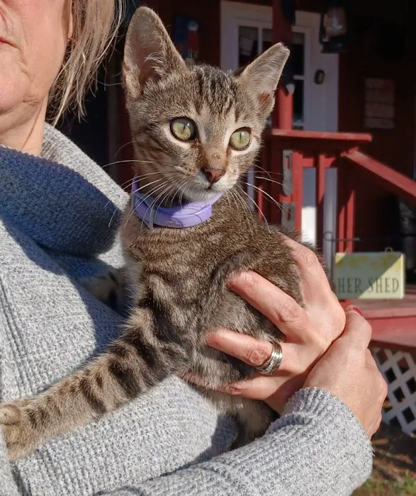 Zutilla Pet Clinic Picture 3
