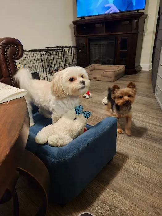 Zutilla Pet Clinic Picture 4