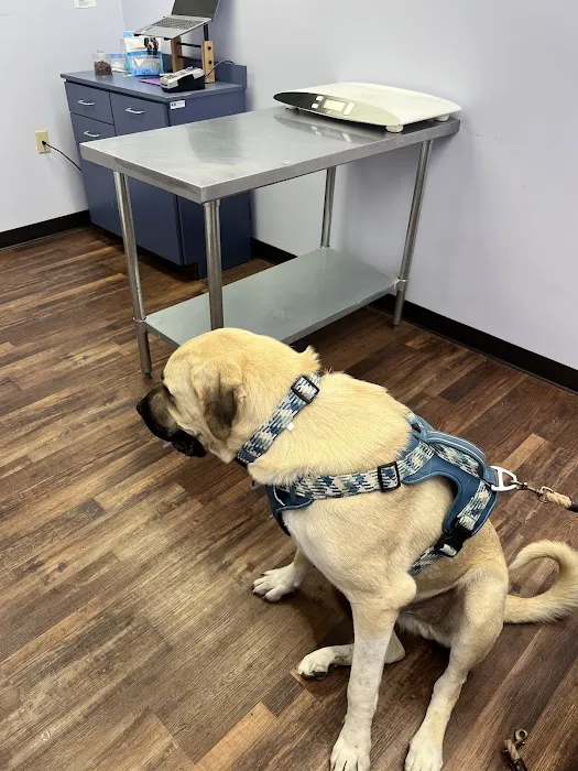 Zutilla Pet Clinic Picture 8