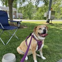 Dogwood Veterinary Medical Center ico