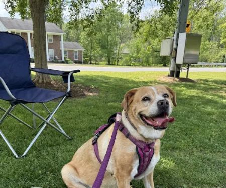 Dogwood Veterinary Medical Center