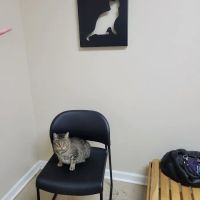 Dalton Veterinary Practice & Kitty Korner ico