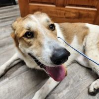 Animal Hospital of Gordon County ico