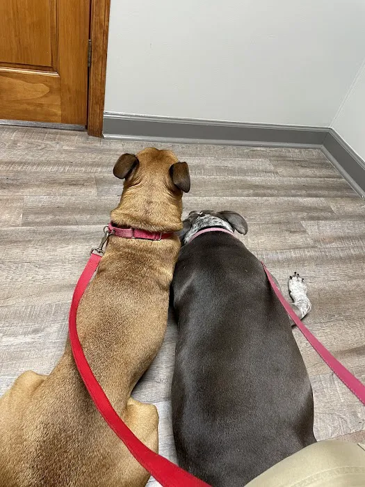 Animal Hospital of Gordon County Picture 8
