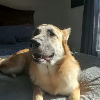 Mount Berry Animal Hospital ico