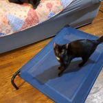 Possum Trot Veterinary Clinic