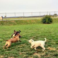 Lakeview Animal Clinic ico