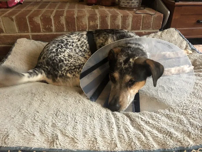 Northwest Georgia Veterinary Emergency Center Picture 2