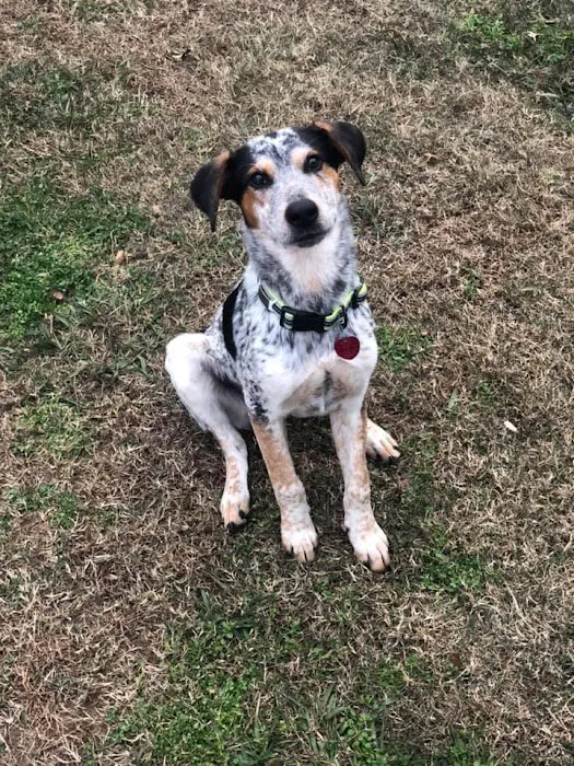 Northwest Georgia Veterinary Emergency Center Picture 3