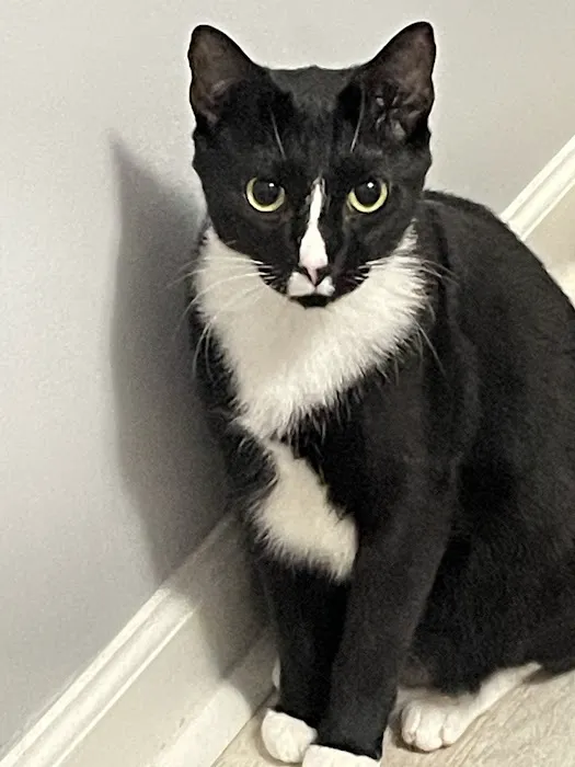 Northwest Georgia Veterinary Emergency Center Picture 1