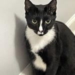 Northwest Georgia Veterinary Emergency Center