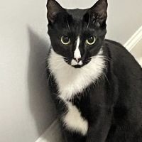 Northwest Georgia Veterinary Emergency Center ico
