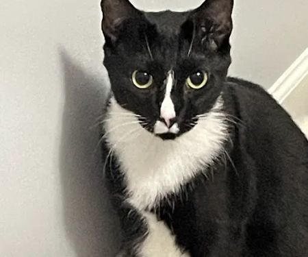 Northwest Georgia Veterinary Emergency Center