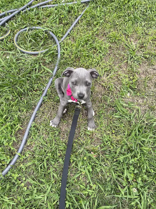 Northwest Georgia Veterinary Emergency Center Picture 8