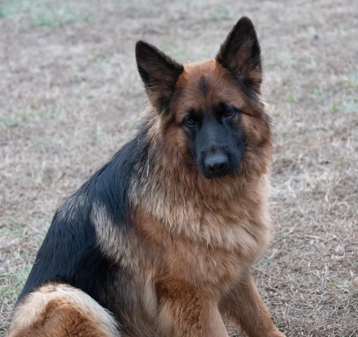 Animal Medical Center of Rome Picture 9