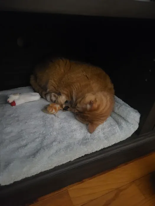 North Broad Animal Clinic Picture 1