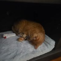 North Broad Animal Clinic ico