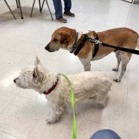 Nichols Animal Hospital ico