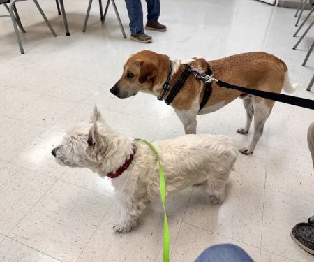Nichols Animal Hospital