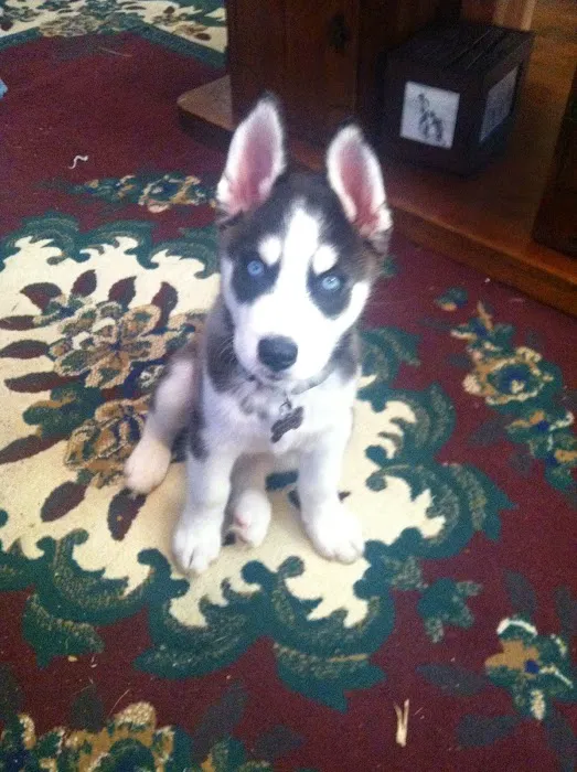 Nichols Animal Hospital Picture 7