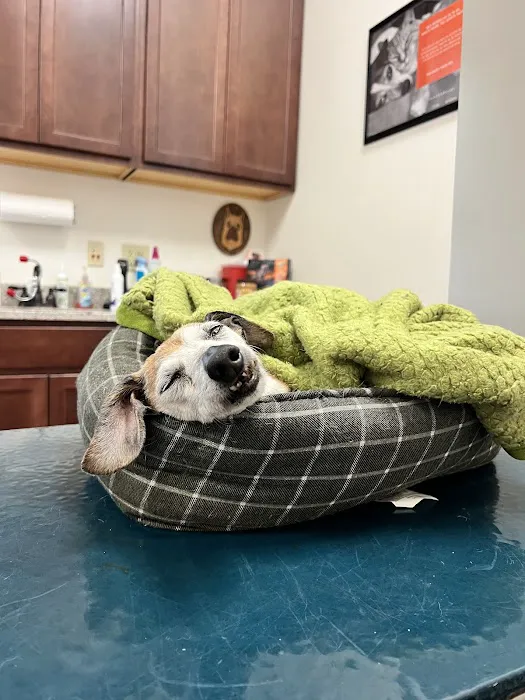 Cave Spring Animal Hospital Picture 1
