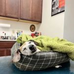 Cave Spring Animal Hospital