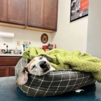 Cave Spring Animal Hospital ico