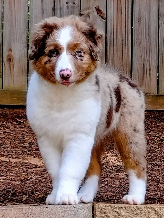 Marks Animal Hospital, LLC Picture 3