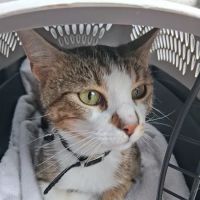 Marks Animal Hospital, LLC ico