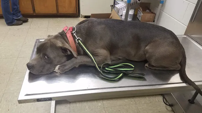 Berry Animal Clinic of Piedmont, Alabama Picture 4