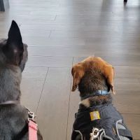 Westside Veterinary Hospital: Wilks Andy DVM ico