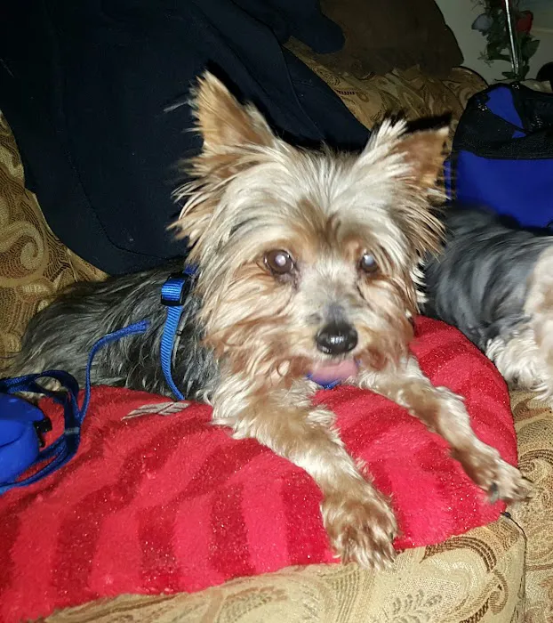 Westside Veterinary Hospital Picture 7