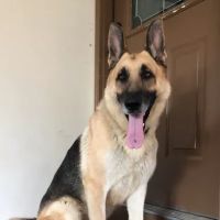 cs veterinary services horton al ico