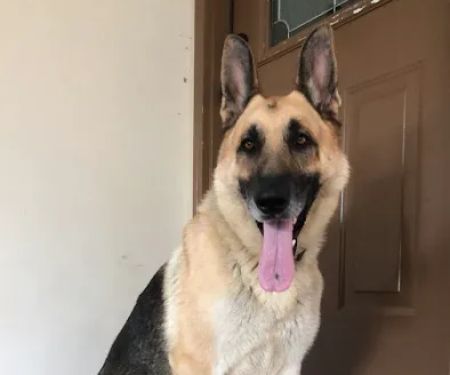 cs veterinary services horton al
