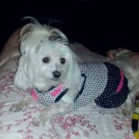 James R Isbell Animal Clinic ico