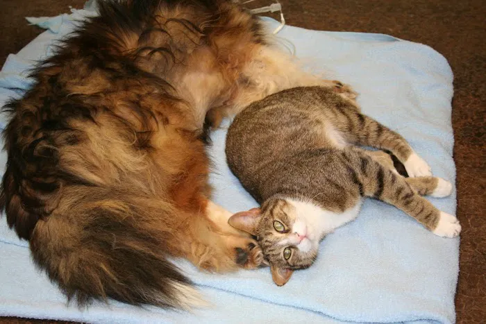 North Blount Animal Hospital Picture 2