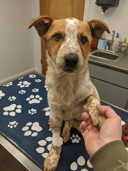 Central Valley Animal Hospital Picture 5