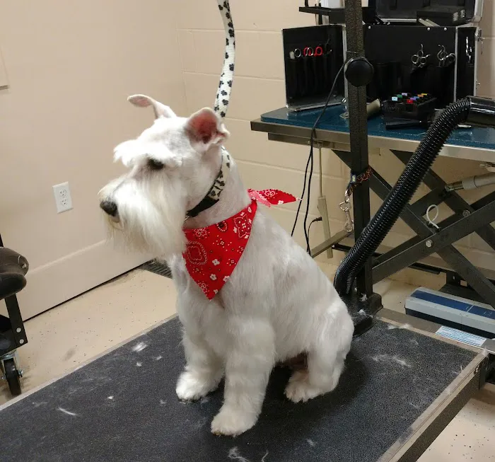 Central Valley Animal Hospital Picture 3