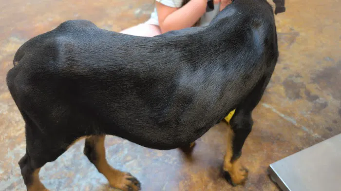 Central Valley Animal Hospital Picture 2