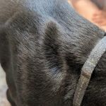 Central Valley Animal Hospital