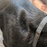 Central Valley Animal Hospital ico