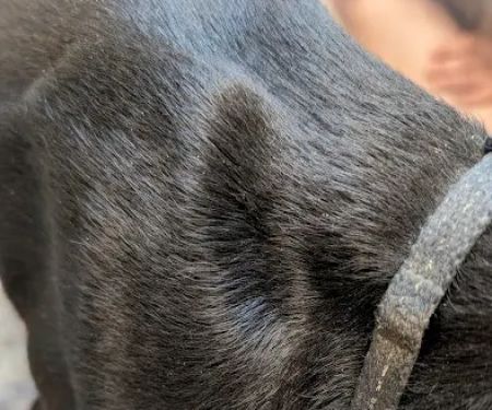 Central Valley Animal Hospital