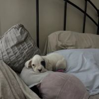 Gadsden Veterinary Associates Emergency Care, LLC ico