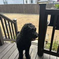 Gadsden Animal Clinic ico