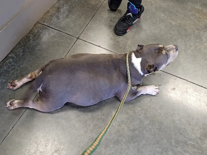 Gadsden Animal Clinic Picture 2