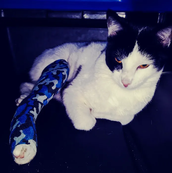Gadsden Animal Clinic Picture 7