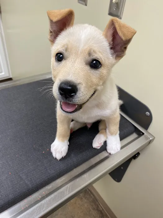 Gadsden Animal Clinic Picture 6