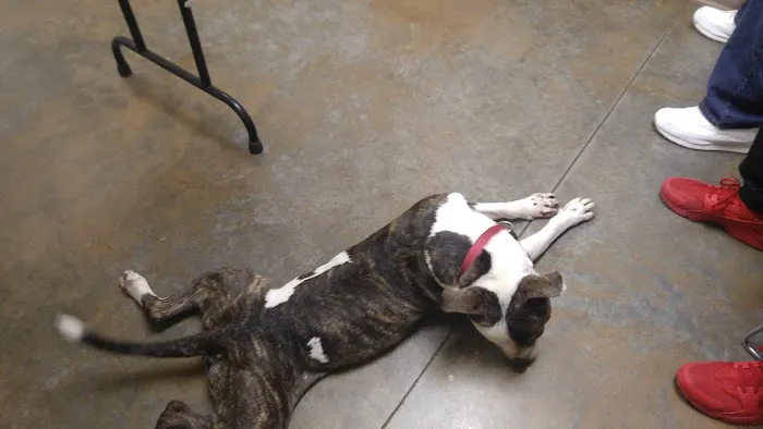 Gadsden Animal Clinic Picture 5