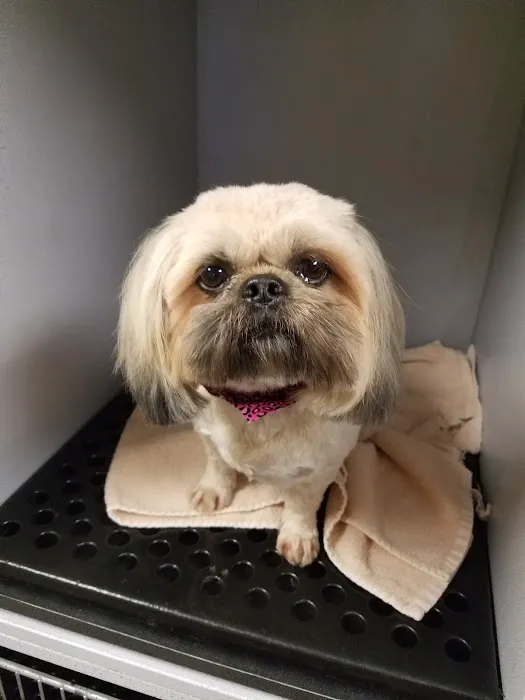 Gadsden Animal Clinic Picture 9